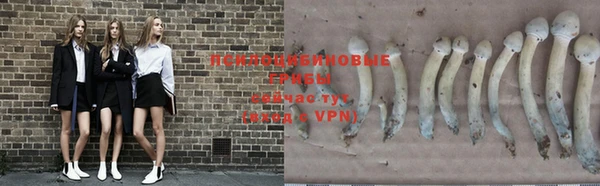 apvp Вяземский
